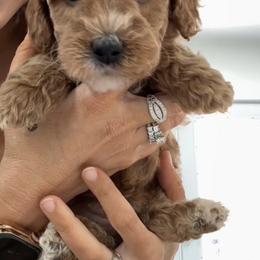 Red Apricot Tuxedo Girl - Apricot female Goldendoodle puppy in Clarksville, Tennessee from Tennessee Goldendoodles, since 2014