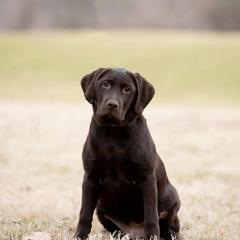 Labrador Retriever Puppies from Limestone River Labradors