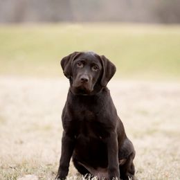 Labrador Retriever Puppies from Limestone River Labradors