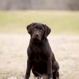 Labrador Retriever Puppies from Limestone River Labradors