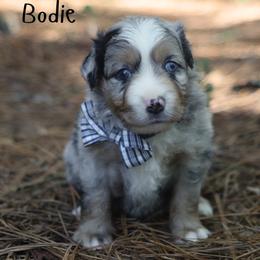 Bodie- Blue Merle Male - Blue merle male Miniature Australian Shepherd puppy in Nacogdoches, Texas from TK Standard, Mini, & Toy Aussies