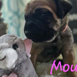 Mouse - Fawn female Mastiff puppy in Linton, Indiana from Riggins Mastiffs and Danes
