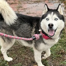 Zamolxis (Zam) - Gray and white male Siberian Husky puppy in Chester, Virginia from Dacogetic