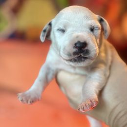 5th pick female - White and liver brown female Dalmatian puppy in Lake Mathews, California from Bully Market