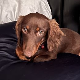Daphne - Dachshund