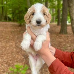 Cookie Dough - Parti male Goldendoodle puppy in Kenansville, North Carolina from J+A Family Doodles