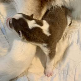 Siberian Husky Puppies from TRUHUSKY SIBERIANS