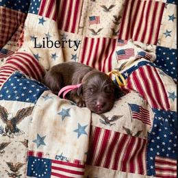 Liberty - Chocolate female Australian Labradoodle puppy in Dawson, Georgia from Still Pond Australian Labradoodles