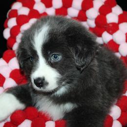Cuddles - Dilute blue female Australian Shepherd puppy in Colorado Springs, Colorado from Rocky Mountain Aussies