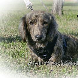 Zilla - Dachshund