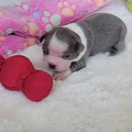 Willow - Seal and white female Boston Terrier puppy in Katy, Texas from Mei's Boston Terriers