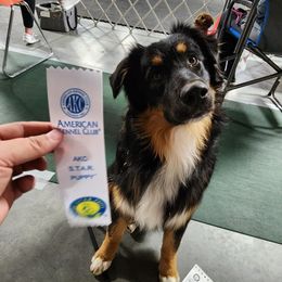 Australian Shepherd All Grown Up from Eventide Australian Shepherds