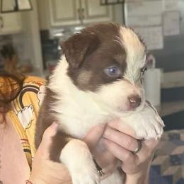 Daisy - Red tri-color female Australian Shepherd puppy in Williston, Florida from Over The Rainbow Aussies