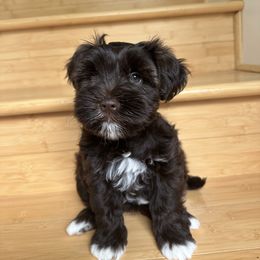 Enzo - Parti male Miniature Schnauzer puppy in Tacoma, Washington from MSR Mini Schnauzers