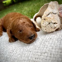 Fin - Red  male Goldendoodle puppy in Sugar City, Idaho from Idaho Sugar Doodle Pups