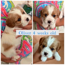 Oliver - Blenheim male Cavalier King Charles Spaniel puppy in Atwater, California from Countryside Royalty Cavaliers