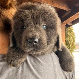 Gray - Pink Collar - Gray male Newfoundland puppy in New York from Johnson Farms