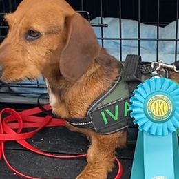 Dachshunds from Brit’s Doxie Crossing