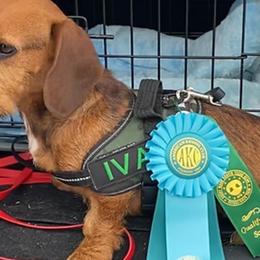 Dachshunds from Brit’s Doxie Crossing