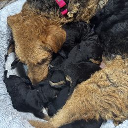 Airedale Terrier Puppies from Farm 55