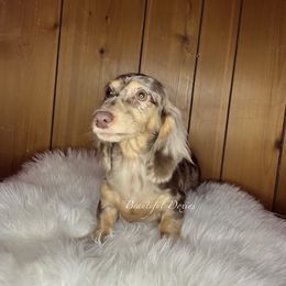 Mim - Dachshund