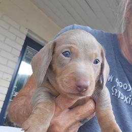 Larry - Fawn (Isabella) male Dachshund puppy in Sarasota County, Florida from Donna's Mini Joys