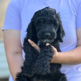 Belle - Black and white female Sheepadoodle puppy in Warsaw, Virginia from Mojave Premier Kennels