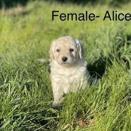 Goldendoodle Puppies from Doodle Paradise