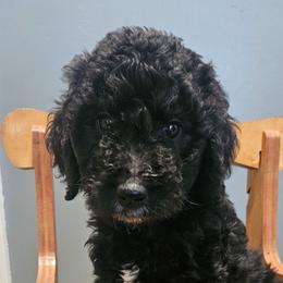 Tyler - Parti male Goldendoodle puppy in Kansas City, Missouri from Poppy's Doodles