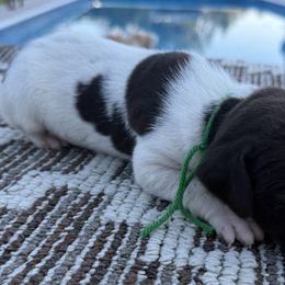 Green - Liver roan male German Shorthaired Pointer puppy in Huntington, Texas from B&B GSP’S