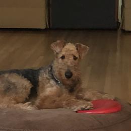 Delilah - Airedale Terrier