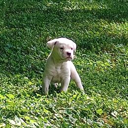 Puppy 3 Brown - White and brindle male American Bulldog puppy in Kingsport, Tennessee from Iron Will American Bulldogs