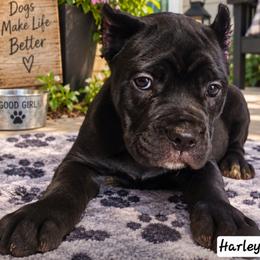 Harley - Black female Cane Corso puppy in El Paso, Texas from PaPaws Gotta Love It Kennels