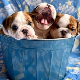 Bulldogs from Micki Jablonski