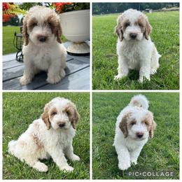 Cream and Red Parti Boy - Parti male Goldendoodle puppy in Lancaster, South Carolina from Silver Hill Farm SC