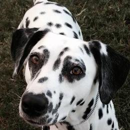 Border Terriers and Dalmatians from Royal Oaks