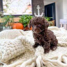 ..:: c i n n a m o n ::..    ( t e d d y  .::. b e a r ) - Brown female Poodle puppy in Hooper, Utah from Anchor Dogs