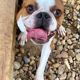 Bacon - Red male Boston Terrier puppy in Rosston, Arkansas from Green Acre Boston Terriers