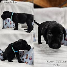 Bumble - Black male Labrador Retriever puppy in Boyd, Minnesota from Lindley Labradors