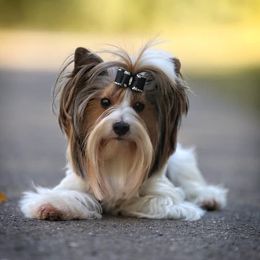 Biewer Terriers and Poodles from Classic Biewers