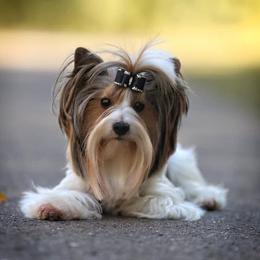 Biewer Terriers and Poodles from Classic Biewers
