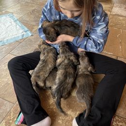 Dachshund Puppies from Remarkable Doxies
