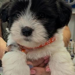 Stuart - Black and white male Havanese puppy in Anderson, South Carolina from Moe's Goldens and HavAntics