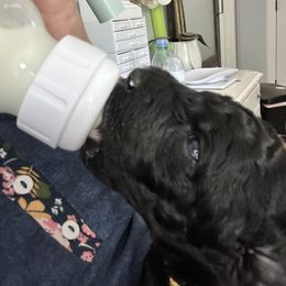 Poodle Puppies from Cano Homestead Poodles