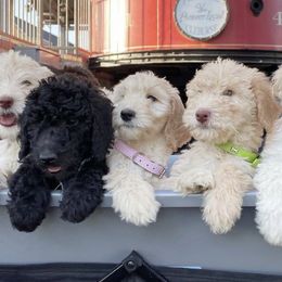 Labradoodles from The Beachin Doodles