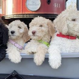 Labradoodles from The Beachin Doodles
