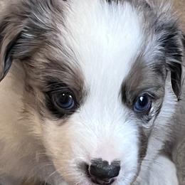 Boy 2 - Blue merle Miniature Australian Shepherd puppy in Corydon, Indiana from Arbuckle’s Lookin Good Aussies (LGA)