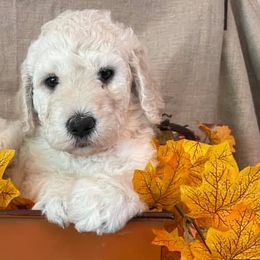 Goldendoodles from Doodle Diva Dogs