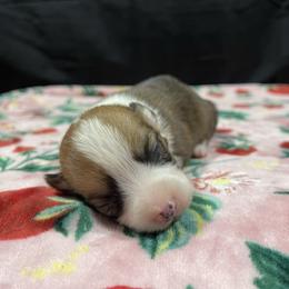 Boy 2 - Red male Pembroke Welsh Corgi puppy in Barstow, California from Caldwell’s Corgis of Southern California