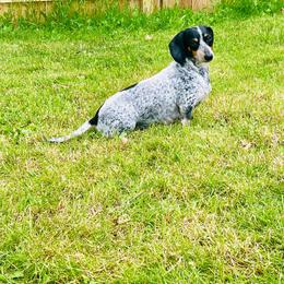 Dachshund puppies from Michiana Dachshunds